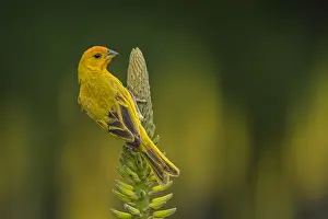 Saffron: Saffron Finch (Sicalis flaveola) Valle del Cauca, Colombia