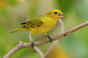Saffron: Saffron Finch, singing, Pantanal Wetlands, Mato