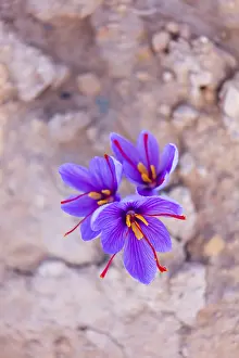 Aromatic: Saffron of Les Garrigues, Valle del Set, Cervia