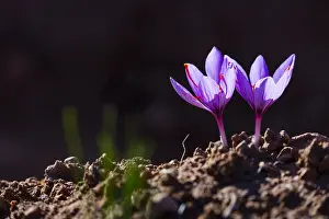 Aromatic: Saffron of Les Garrigues, Valle del Set, Cervia
