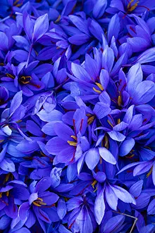 Aromatic: Saffron of Les Garrigues, Valle del Set, Cervia