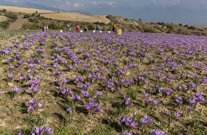 Picking: Saffron production in the harvest season