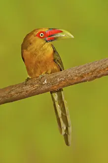 Saffron: Saffron Toucanet