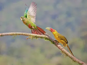Chasing: Saffron Toucanet chasing off Maroon Bellied Parakeet