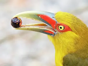 Palm: Saffron Toucanet eating palm fruit Pteroglossus