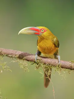 Bill Coster: Saffron Toucanet Pteroglossus bailloni Atlantic