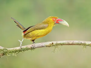 Bill Coster: Saffron Toucanet Pteroglossus bailloni Atlantic