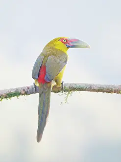 Bill Coster: Saffron Toucanet Pteroglossus bailloni Atlantic