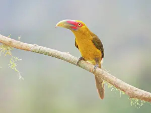 Bill Coster: Saffron Toucanet Pteroglossus bailloni Atlantic