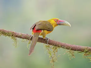 Bill Coster: Saffron Toucanet Pteroglossus bailloni Atlantic