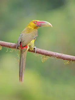 Bill Coster: Saffron Toucanet Pteroglossus bailloni Atlantic