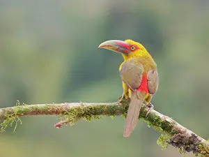 Bill Coster: Saffron Toucanet Pteroglossus bailloni Atlantic