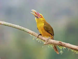 Bill Coster: Saffron Toucanet Pteroglossus bailloni Atlantic