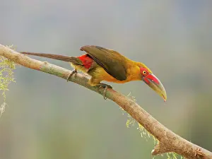 Bill Coster: Saffron Toucanet Pteroglossus bailloni Atlantic