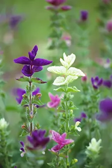 Bracts: Sage