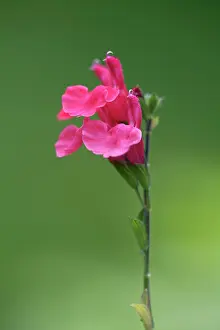 Salvia: Sage, Autumn sage