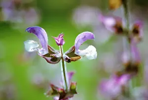 Sage: Sage