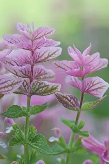 Clary: Sage