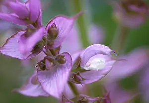 Clary: Sage