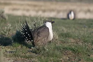 Leks: Sage Grouse