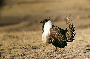 Centrocercus: SAGE GROUSE - cock
