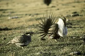 Leks: Sage Grouse hen approaching male