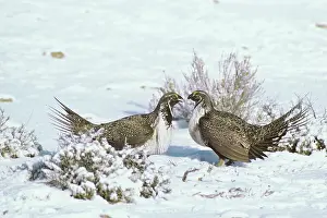 Leks: Sage Grouse - two male confront one another over