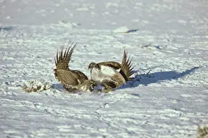 Leks: Sage Grouse - two male fight over territory on