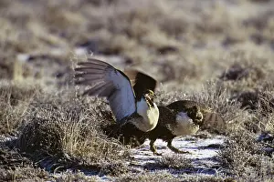 Leks: Sage grouse - two male slap wings (fight) over