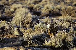 Leks: Sage Grouse - male strutting before several hens