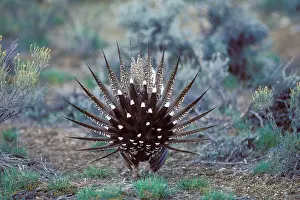 Leks: Sage Grouse - male strutting on lek. Strutting
