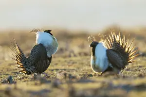 Competition: Sage grouse males compete for the premium spot on the lek in