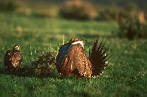 Sage: Sage Grouse Mating Display