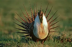 Sage: Sage Grouse Mating Display