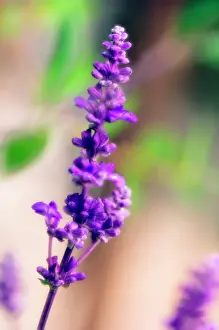 Mealy: Sage