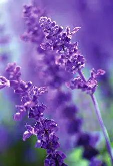 Sage: Sage