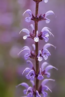 Sage: Sage Purple sage, Salvia nemorosa, Purple subject
