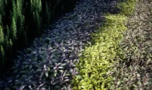 Purpurascens: Sage