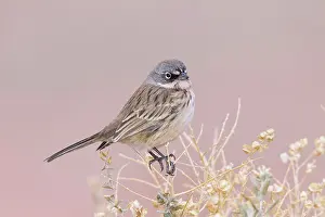Sagebrush: Sage / Sagebrush Sparrow - January