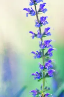 Salvia: Sage