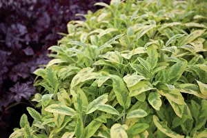 Sage: Sage