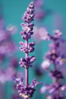 Sage: Sage