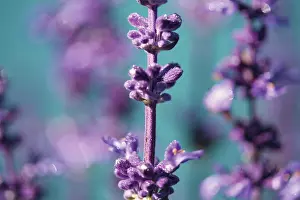 Sage: Sage
