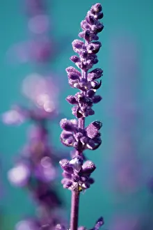 Sage: Sage