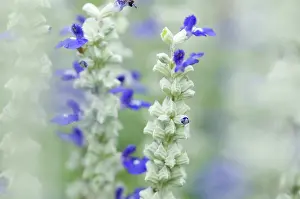 Salvia: Sage