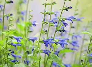 Sage: Sage, Salvia guaranitica Blue Enigma, Side view