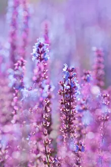 Nemorosa: Sage