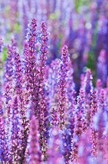 Nemorosa: Sage