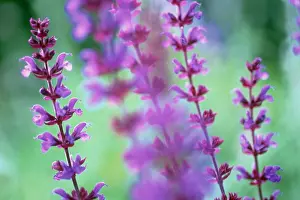 Superba: Sage