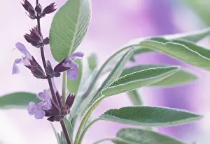 Salvia: Sage